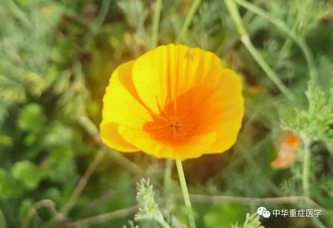 什么是有创呼吸机图片呼吸机：过去、现在和未来（二）_https://www.jmylbn.com_新闻资讯_第11张