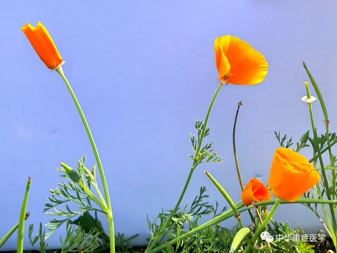 什么是有创呼吸机图片呼吸机：过去、现在和未来（二）_https://www.jmylbn.com_新闻资讯_第10张