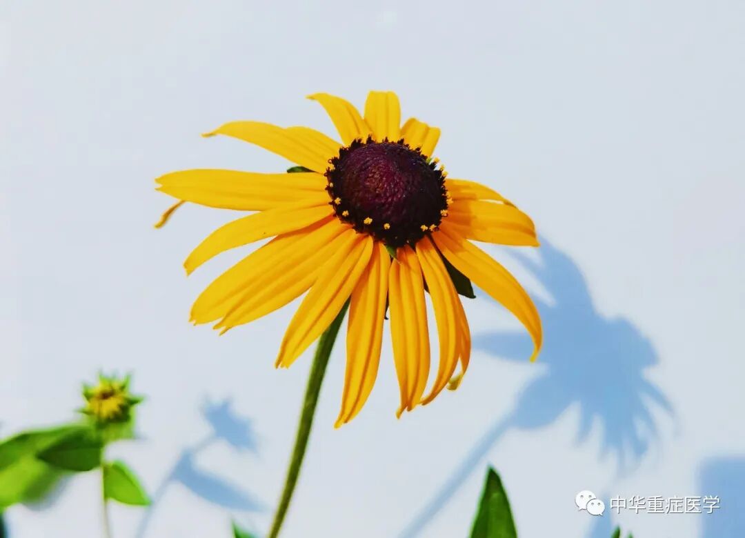 什么是有创呼吸机图片呼吸机：过去、现在和未来（二）_https://www.jmylbn.com_新闻资讯_第1张