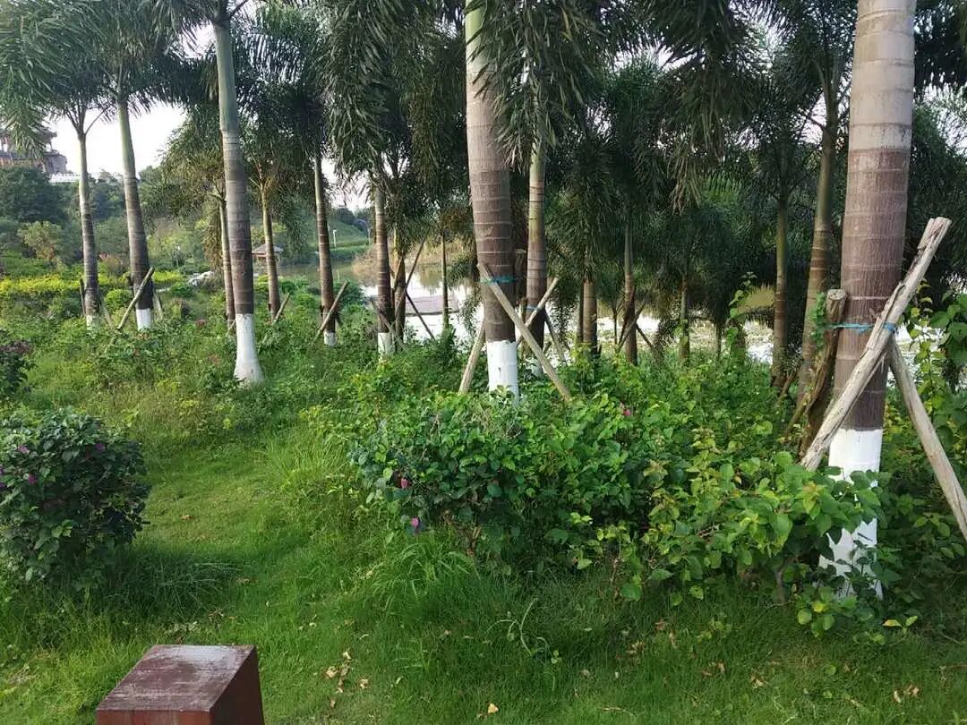 园丁花事i 学会这一招 花园地栽树木枝干不皲裂 有效阻隔病虫害 安然越冬 全网搜