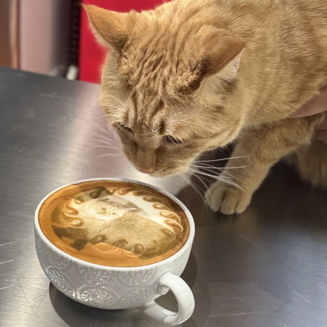 【MEI COFFEE】当艺术跳进咖啡杯，每一口都是文艺范儿！ 第39张