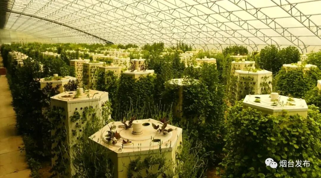 【"仙境烟台"百部短视频展播】—艾维农园的早晨