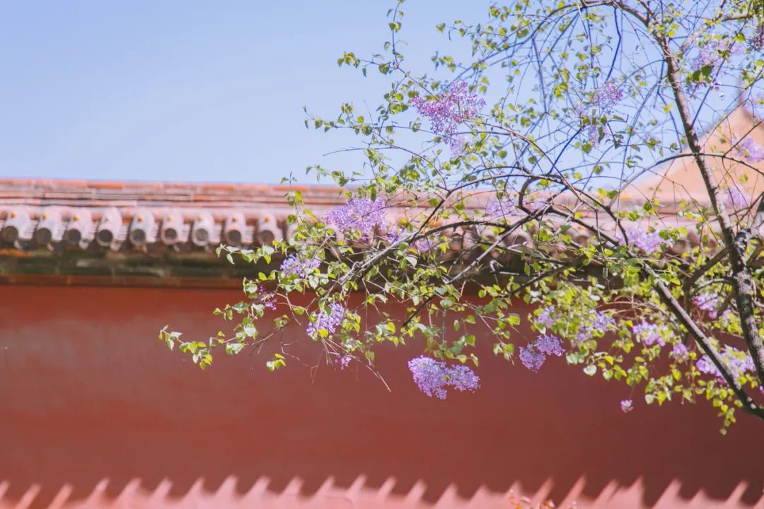 故宫海棠美上热搜!50张图带你看遍紫禁城的四时风光!