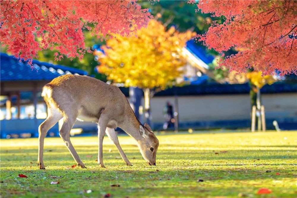 日本紅葉季最新預測來了！東京、大阪、京都最佳觀賞期已出~ 旅遊 第9張