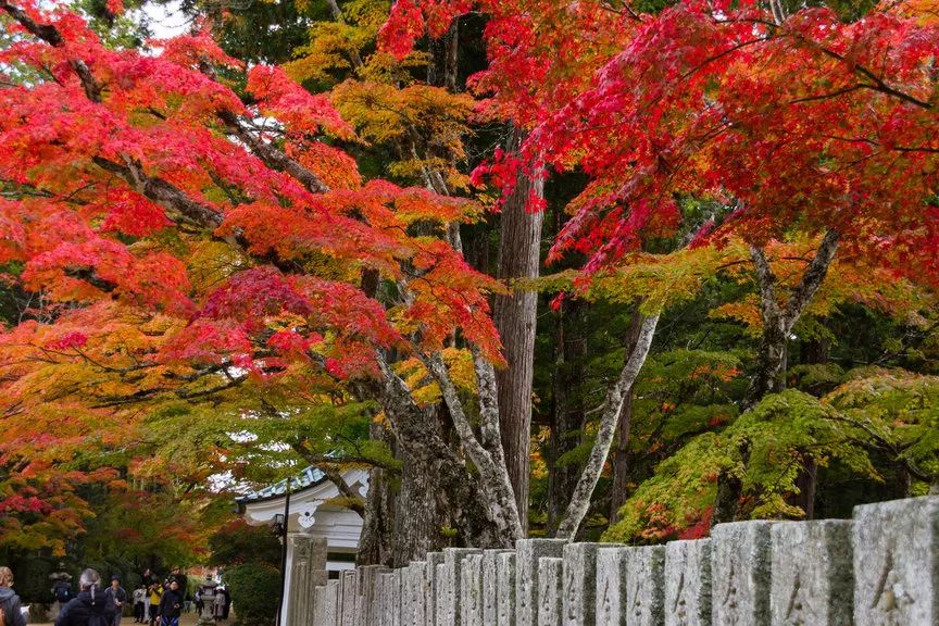 日本紅葉季最新預測來了！東京、大阪、京都最佳觀賞期已出~ 旅遊 第33張