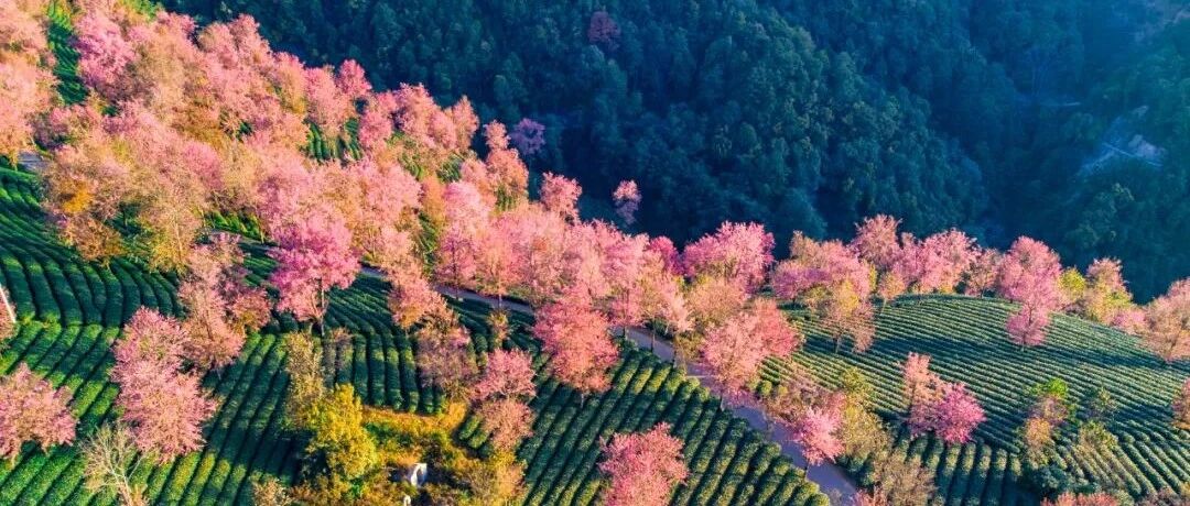 还有不到一个月，这里的春天就要来了！