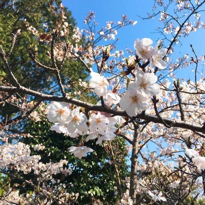 2019日本櫻花季首次預測！大眾冷門賞櫻地重磅推薦 未分類 第32張