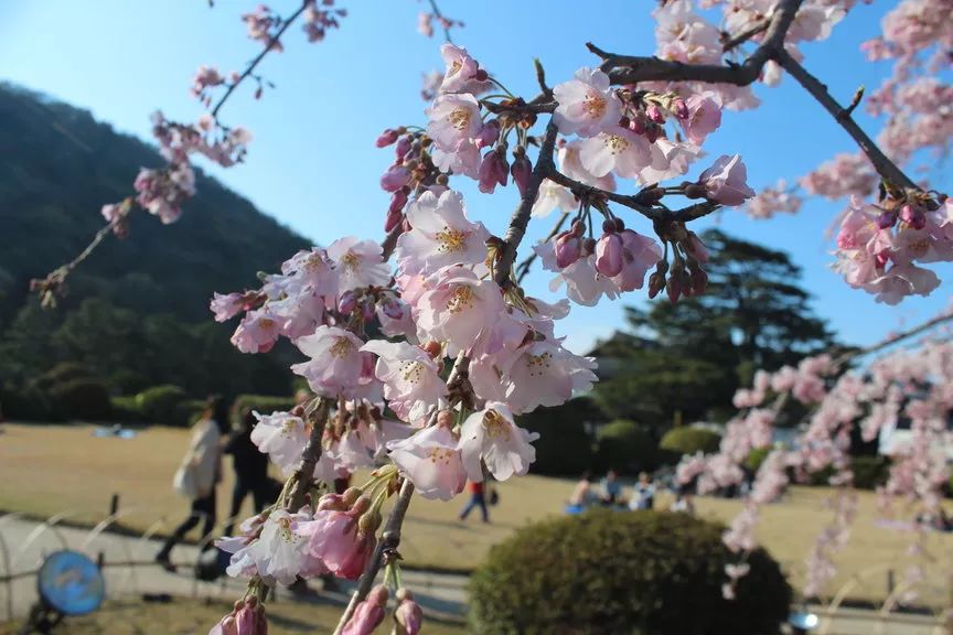2019日本櫻花季首次預測！大眾冷門賞櫻地重磅推薦 未分類 第24張