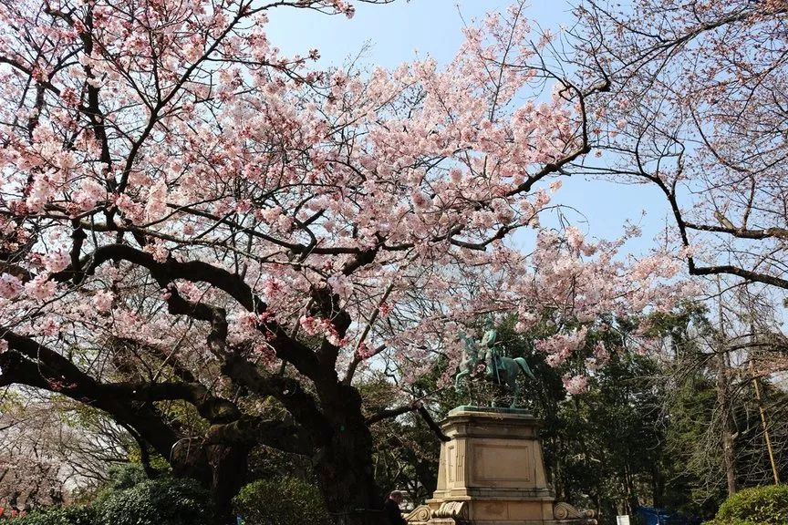 2019日本櫻花季首次預測！大眾冷門賞櫻地重磅推薦 未分類 第7張