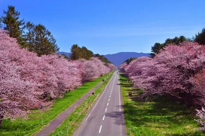 2019日本櫻花季首次預測！大眾冷門賞櫻地重磅推薦 旅遊 第36張