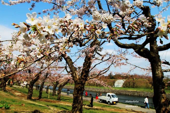 2019日本櫻花季首次預測！大眾冷門賞櫻地重磅推薦 旅遊 第37張