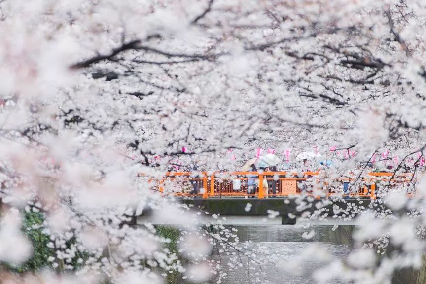 2019日本櫻花季首次預測！大眾冷門賞櫻地重磅推薦 未分類 第8張