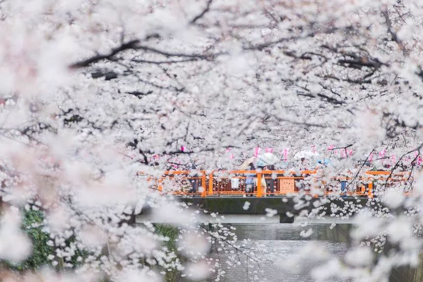 2019日本櫻花季首次預測！大眾冷門賞櫻地重磅推薦 旅遊 第8張