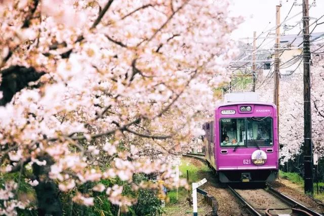 2019日本櫻花季首次預測！大眾冷門賞櫻地重磅推薦 未分類 第16張