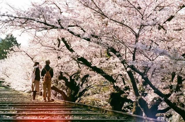 2019日本櫻花季首次預測！大眾冷門賞櫻地重磅推薦 未分類 第15張