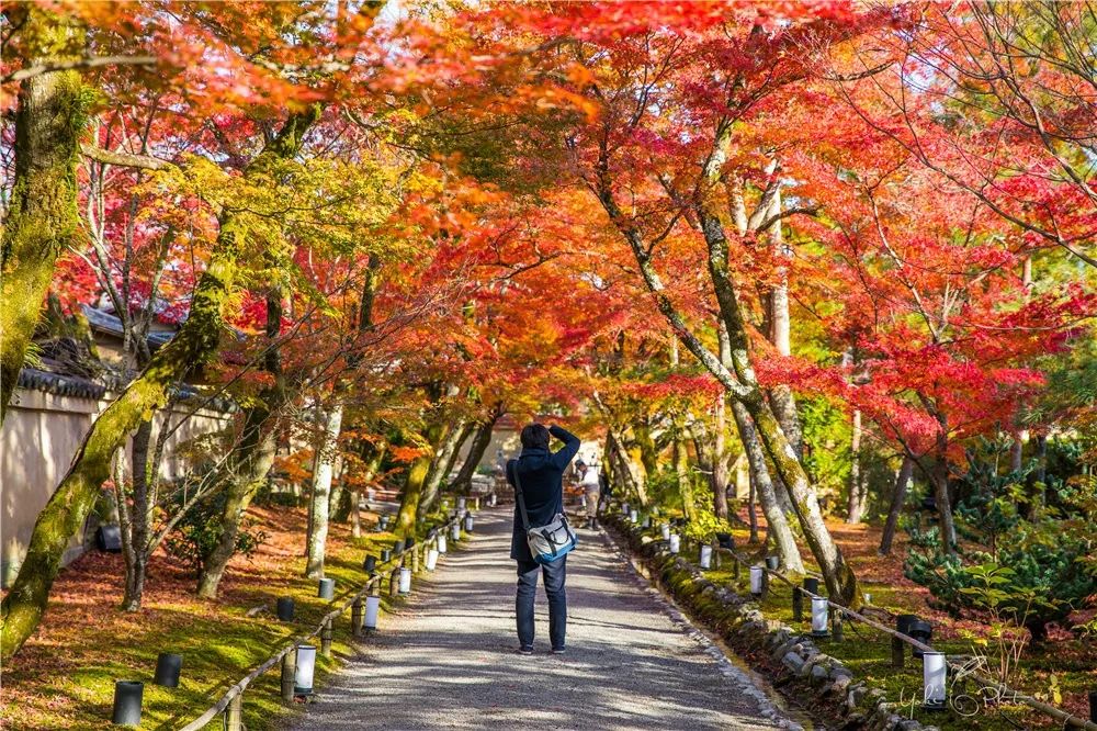 五入京都，探尋日式庭院的細節之美 旅行 第24張