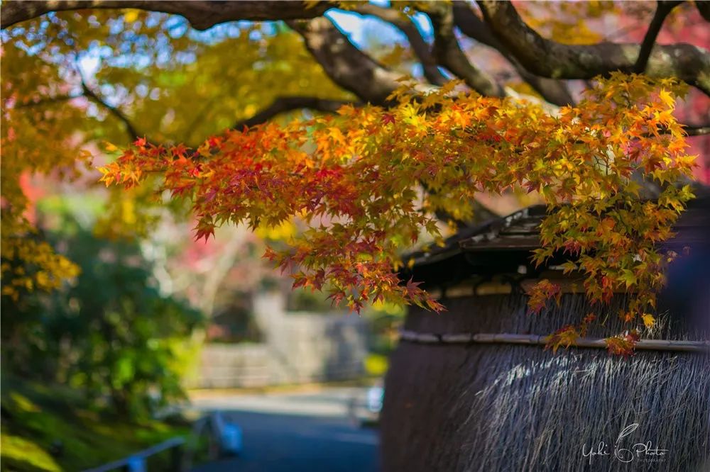 五入京都，探尋日式庭院的細節之美 旅行 第30張