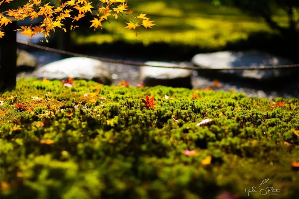 五入京都，探尋日式庭院的細節之美 旅行 第8張