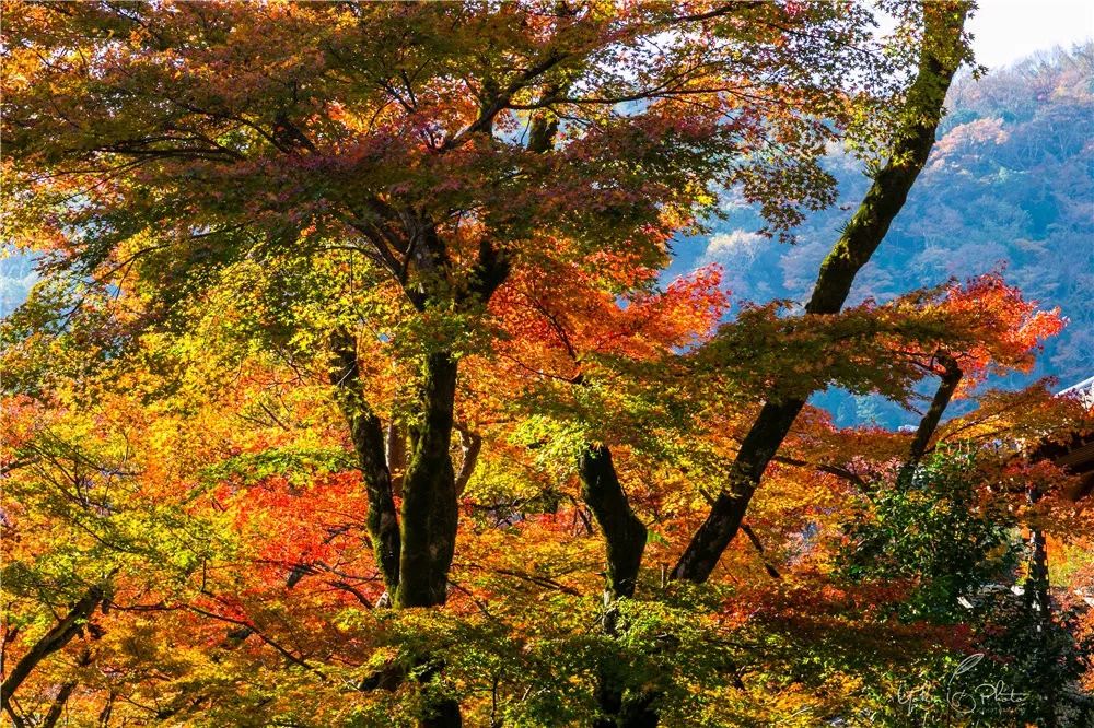 五入京都，探尋日式庭院的細節之美 旅行 第25張