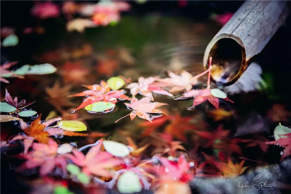 五入京都，探尋日式庭院的細節之美 旅行 第20張