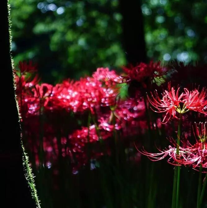 500萬株彼岸花即將盛放 日本十大賞花名所推薦 尋夢新聞