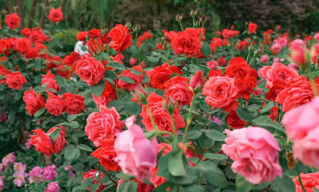 【行走河南·读懂中国】郑州绿博园5月15日开园