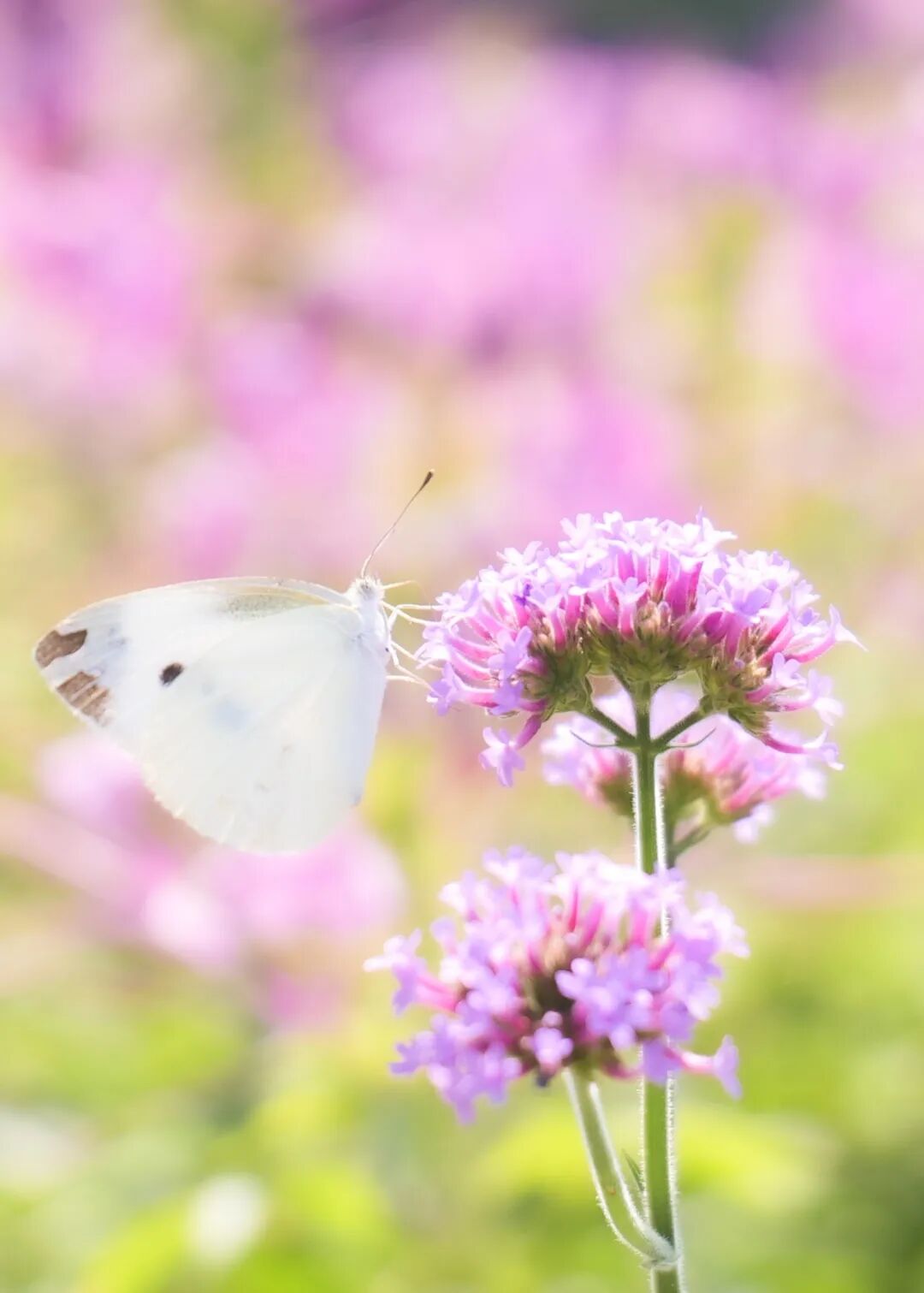秋天的第一份浪漫，郑州绿博园醉蝶花、马鞭草花海惊艳盛放啦~