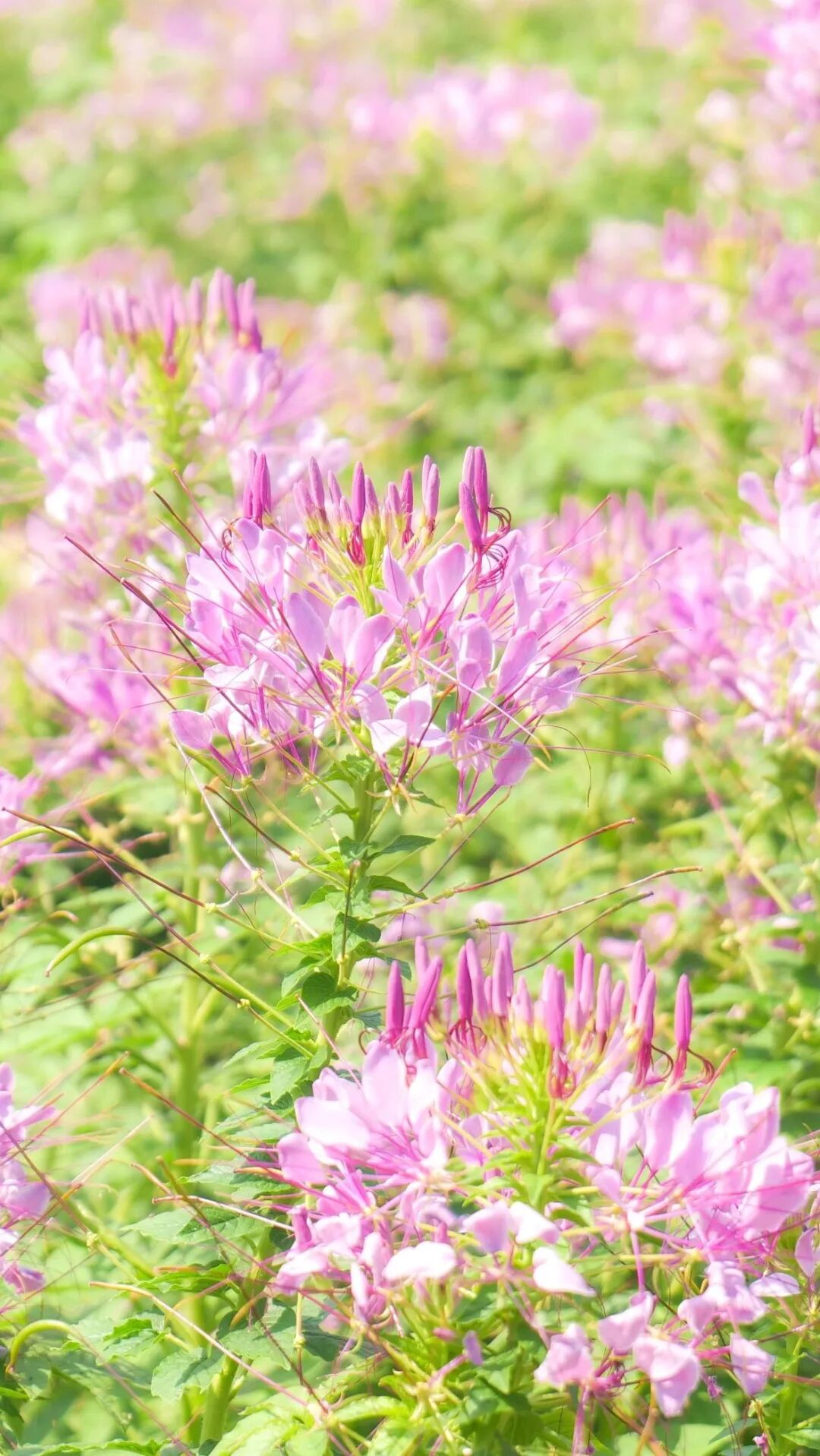 秋天的第一份浪漫，郑州绿博园醉蝶花、马鞭草花海惊艳盛放啦~