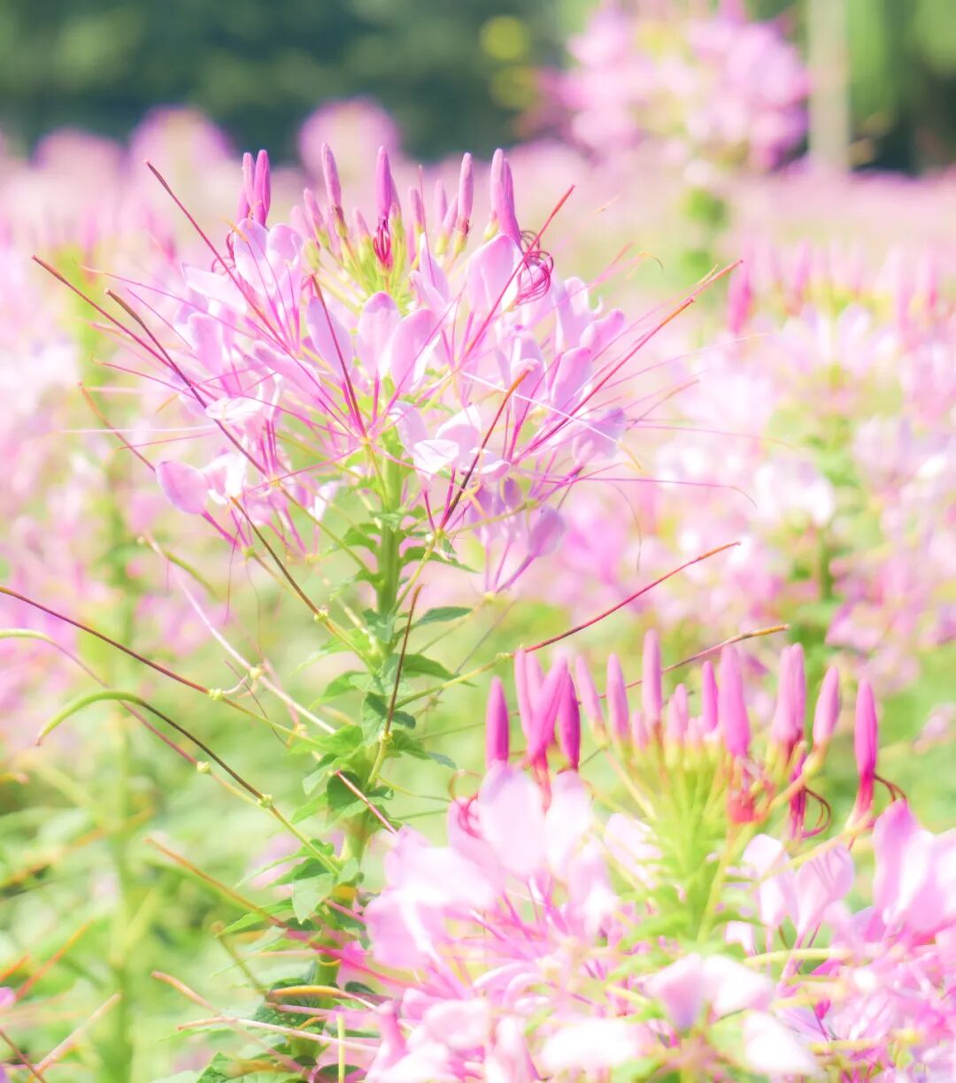 秋天的第一份浪漫，郑州绿博园醉蝶花、马鞭草花海惊艳盛放啦~