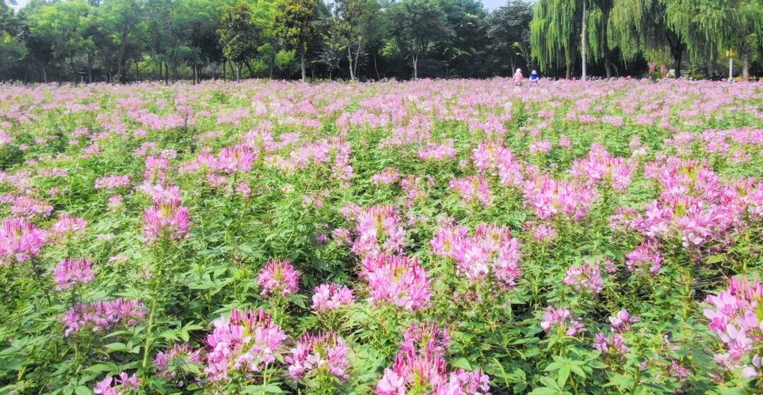 秋天的第一份浪漫，郑州绿博园醉蝶花、马鞭草花海惊艳盛放啦~