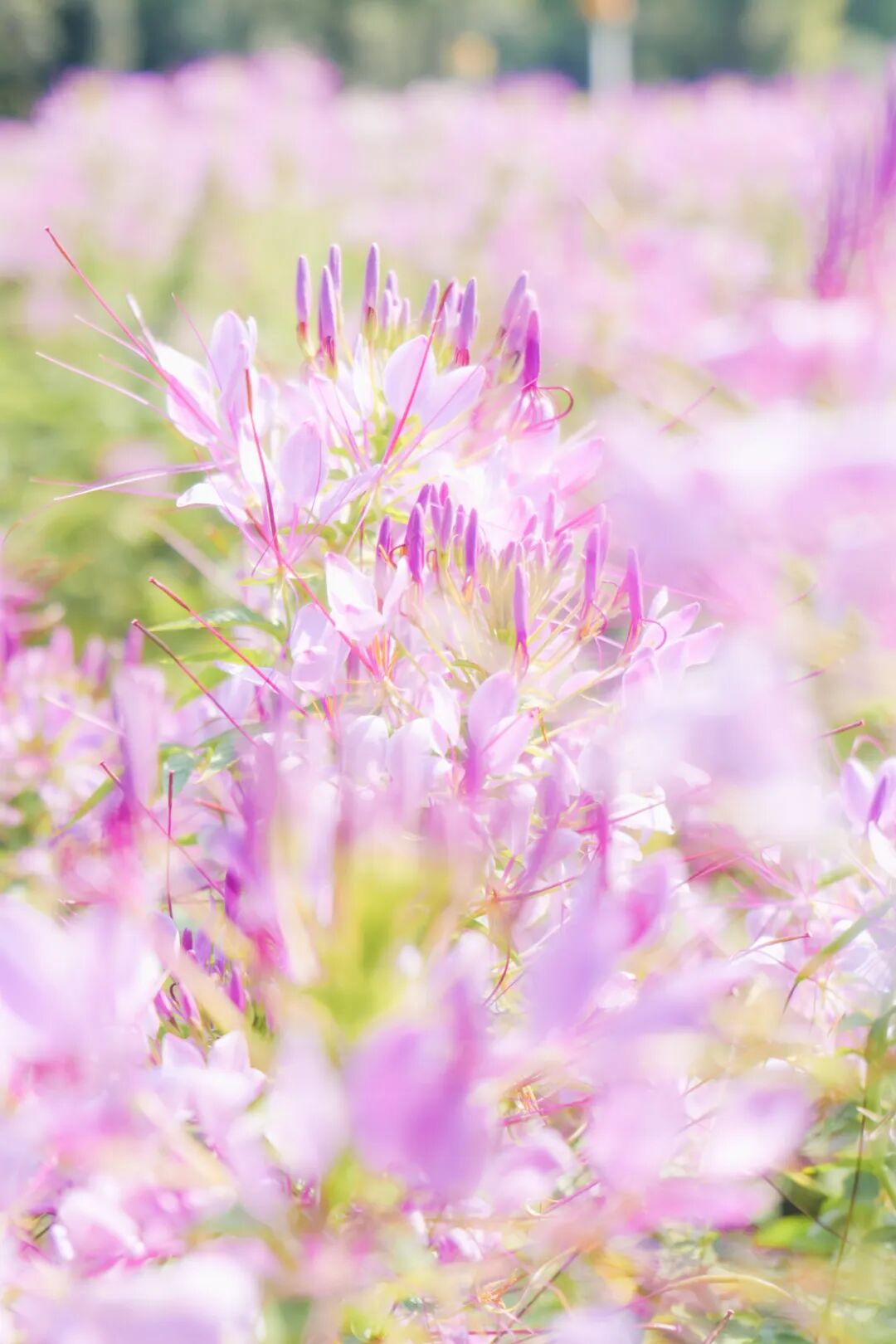 秋天的第一份浪漫，郑州绿博园醉蝶花、马鞭草花海惊艳盛放啦~