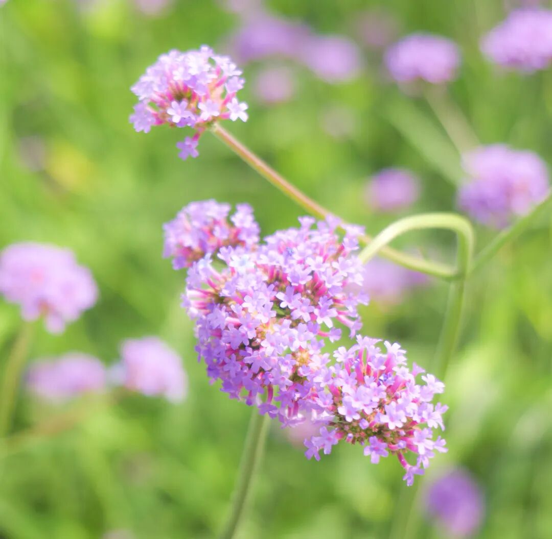 秋天的第一份浪漫，郑州绿博园醉蝶花、马鞭草花海惊艳盛放啦~