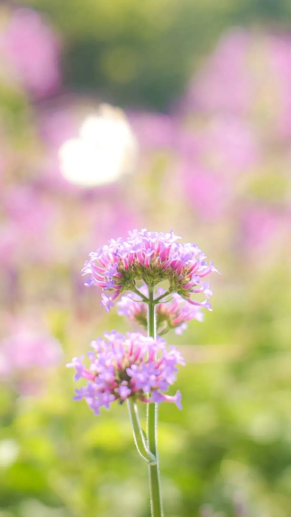 秋天的第一份浪漫，郑州绿博园醉蝶花、马鞭草花海惊艳盛放啦~