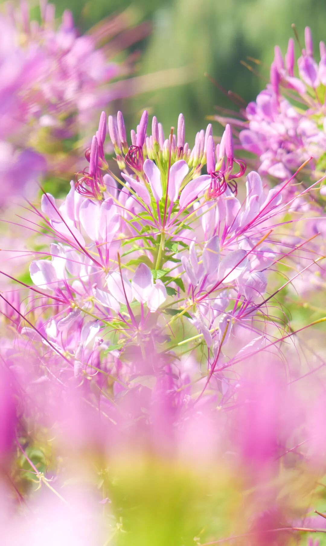 秋天的第一份浪漫，郑州绿博园醉蝶花、马鞭草花海惊艳盛放啦~