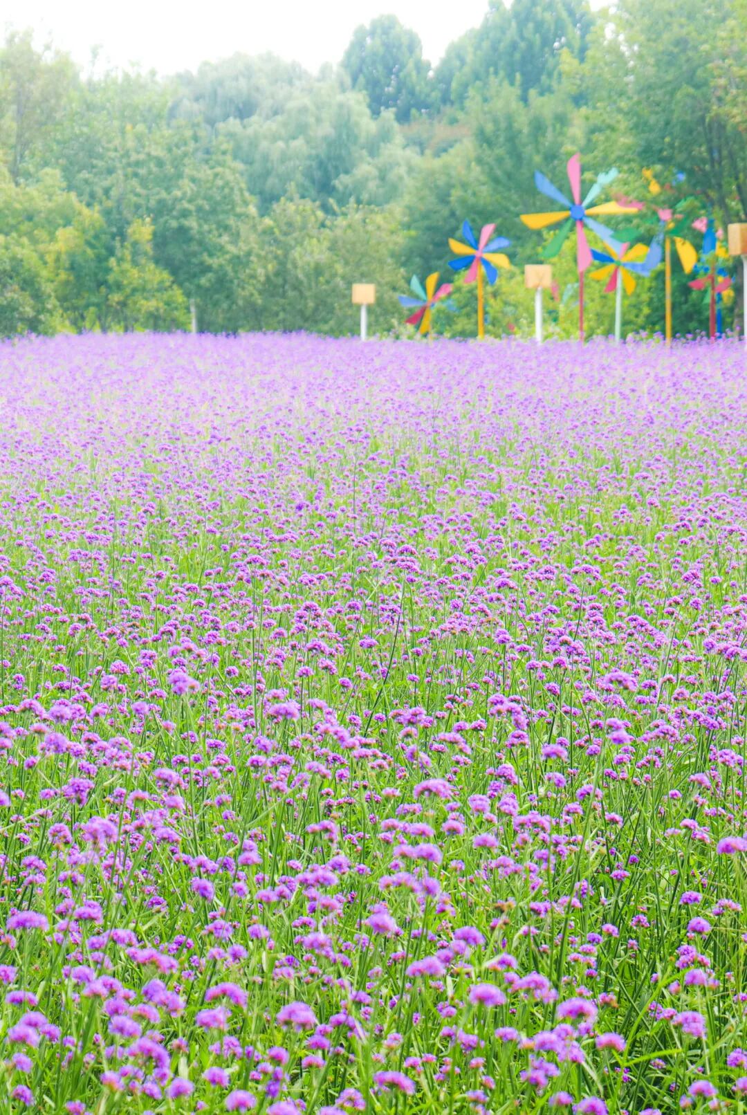 秋天的第一份浪漫，郑州绿博园醉蝶花、马鞭草花海惊艳盛放啦~