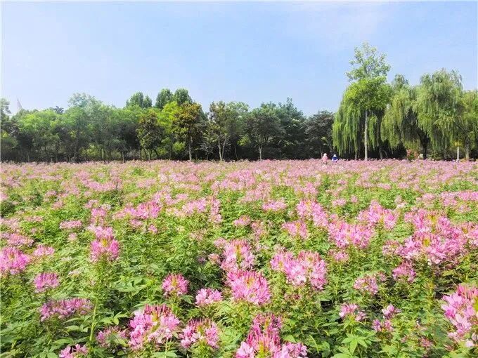 郑州绿博园中秋国庆文化节9月29日盛大启幕！