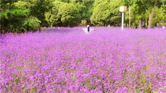郑州绿博园中秋国庆文化节9月29日盛大启幕！