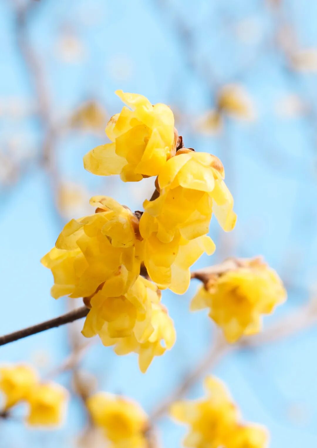 绽放在冬天里的浪漫：郑州绿博园蜡梅花开了！