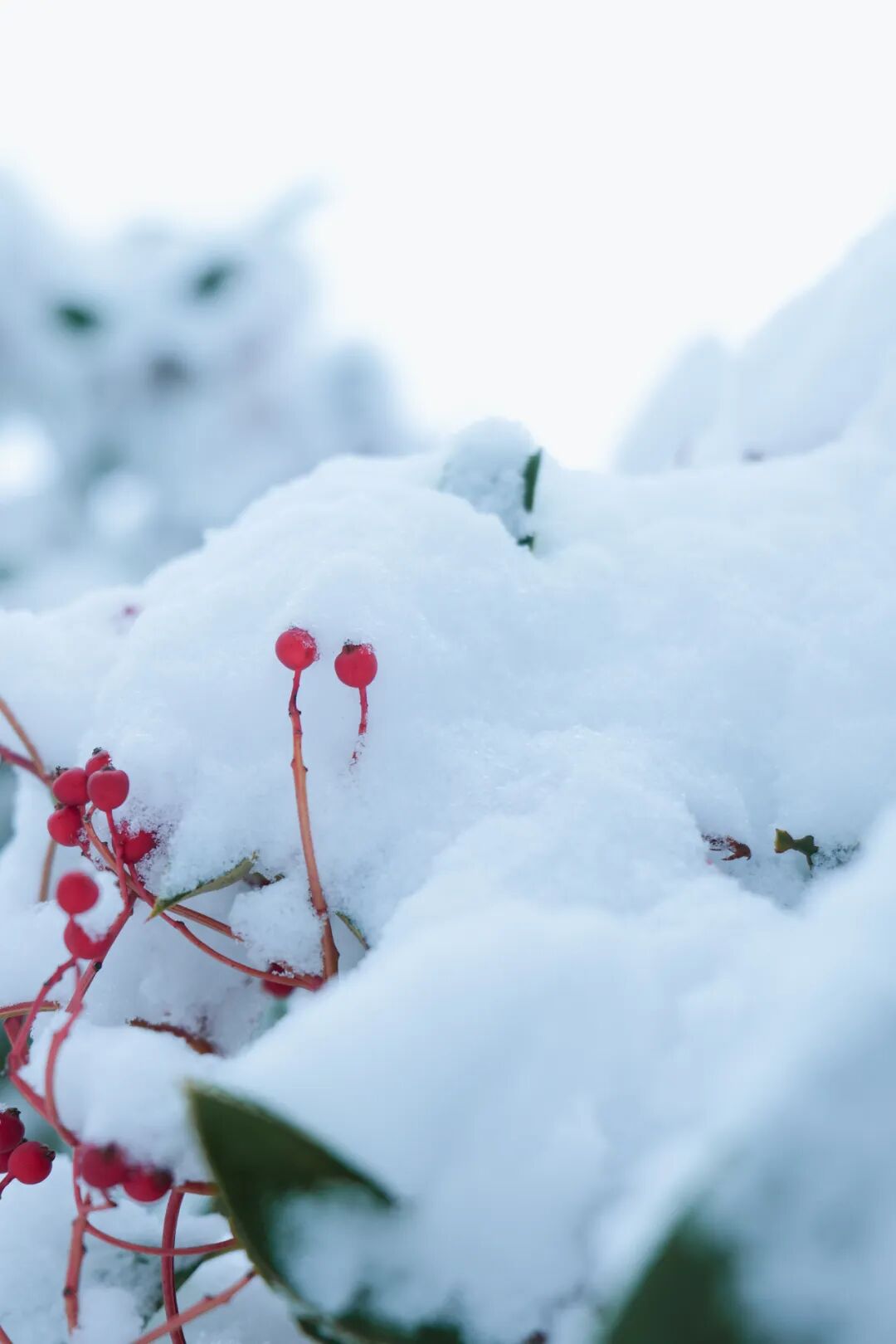 今日开园 ▏绿博园里的“雪色浪漫”