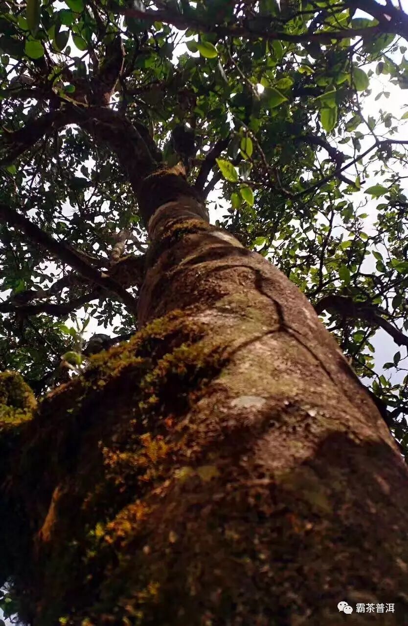 野生古树红茶