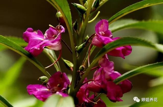 金盘和露捣仙葩 解使纤纤玉有暇你知道凤仙花的另一个名字吗 婷姐养花 微信公众号文章阅读