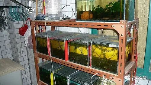 原生北方过冬鱼会死吗_北方鱼冬眠吗_北方原生鱼过冬