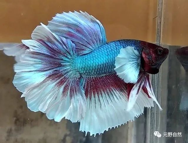 养鱼科普