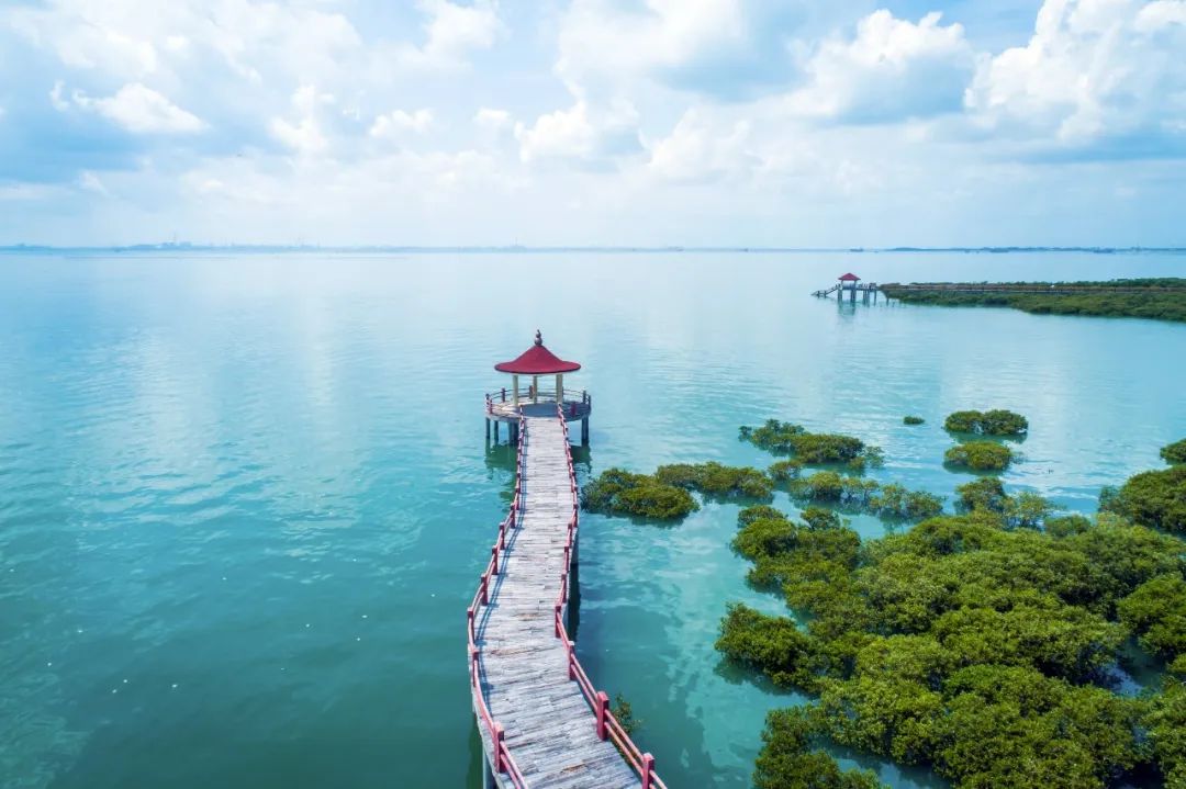 搭建起了不輸國外網紅海灘的美景繁茂的海邊紅樹林群與長長的海邊棧道