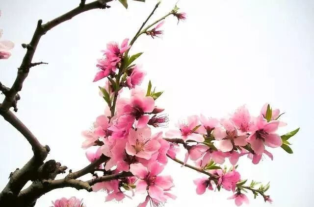 风水 院子里真的不能栽桃树吗 玄学文化 微信公众号文章阅读 Wemp