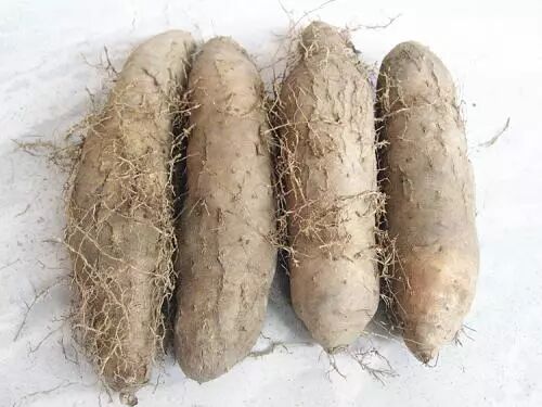 台山人,除了喜爱番薯,还有一样的土特产也是大爱——猪仔薯