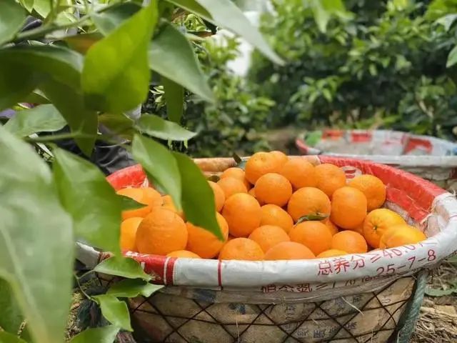 广东柑橘夏季栽培管理技术要点