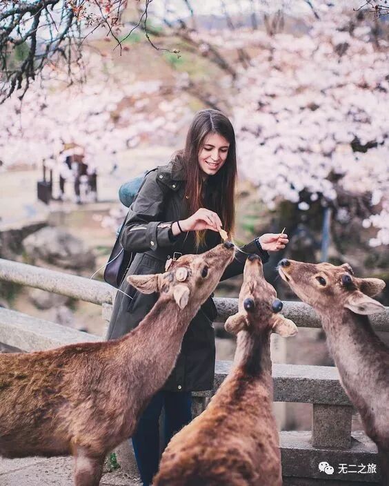 日本旅游攻略：为什么追我？！                                                                                               日本
