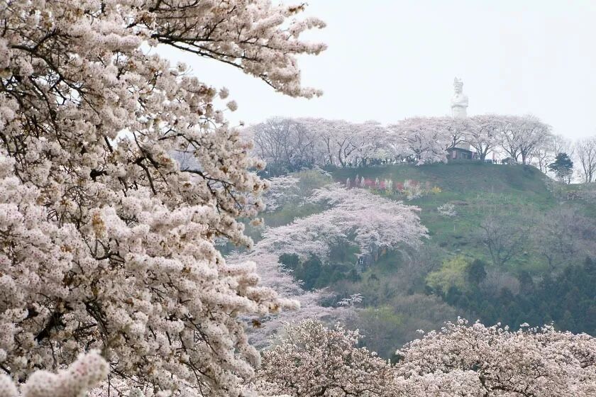 日本樱花攻略：清明小长假去这里，人少樱美，距离还近！                                                                                               日本