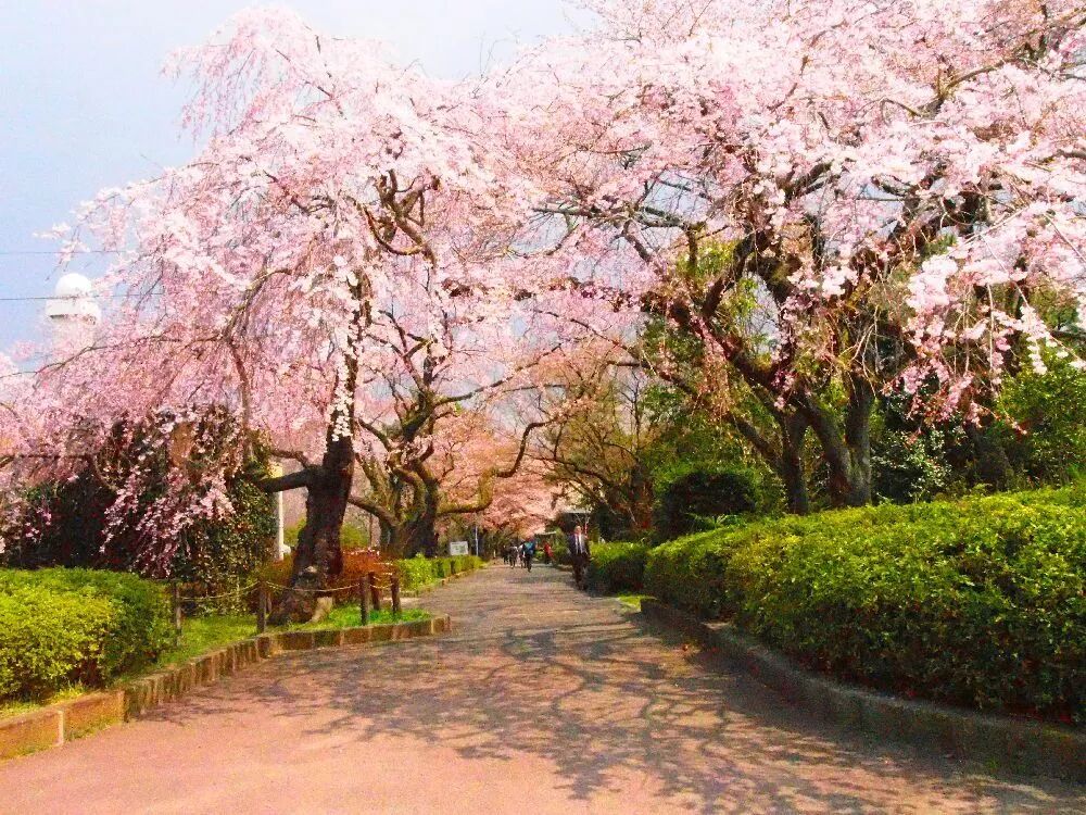 日本樱花攻略：清明小长假去这里，人少樱美，距离还近！                                                                                               日本